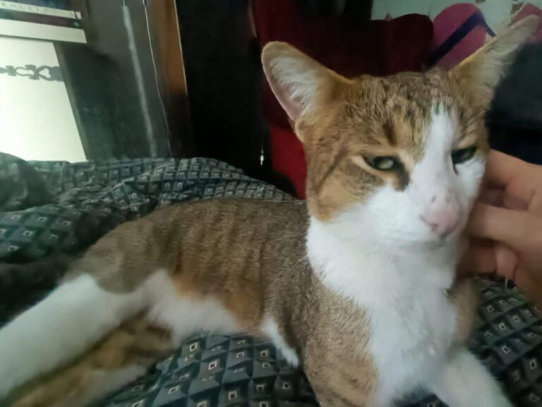 multimedia-foto92514-272-1