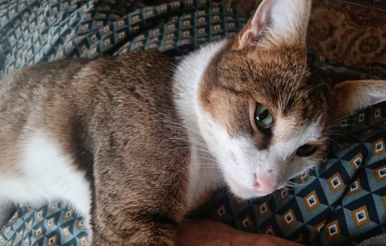 multimedia-foto92515-272-1