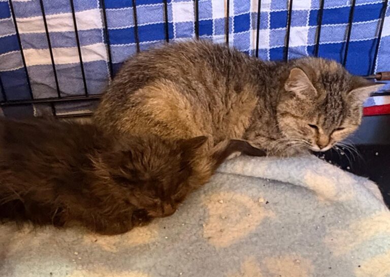 multimedia-foto92533-900-1