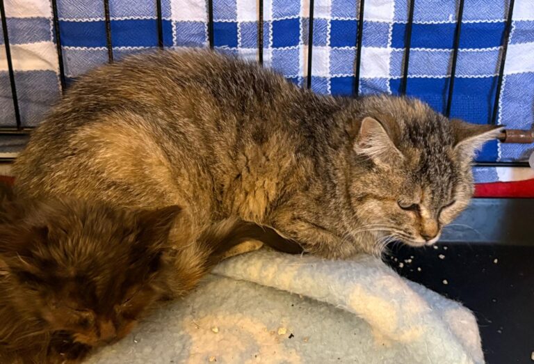 multimedia-foto92534-900-1