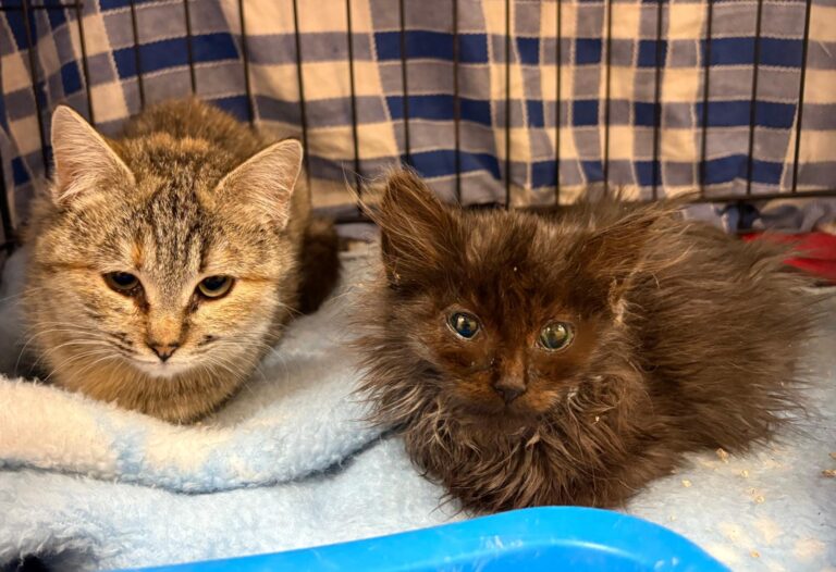 multimedia-foto92538-901-1