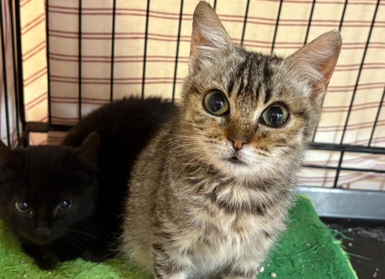 multimedia-foto92539-958-1