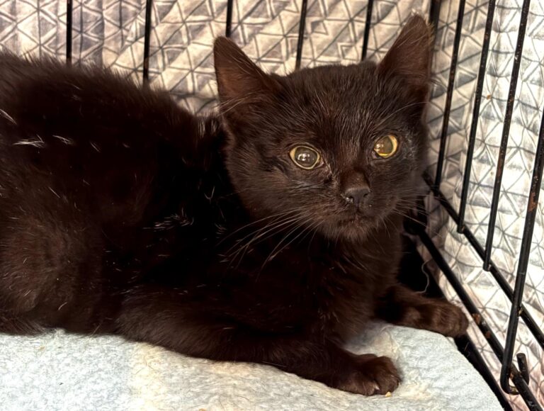 multimedia-foto92543-960-1