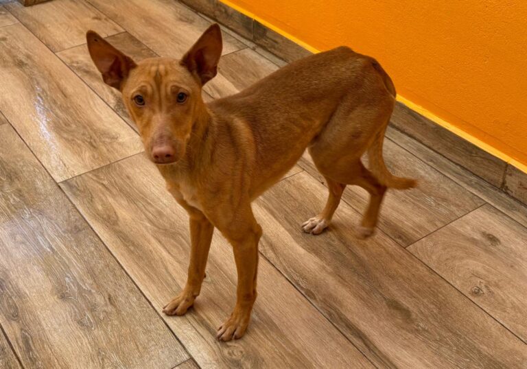 multimedia-foto92552-607-1