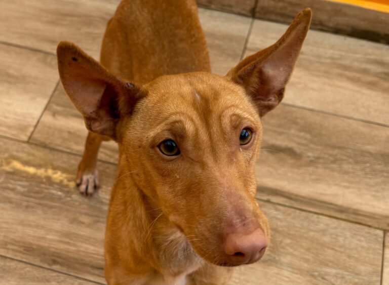 multimedia-foto92553-607-1