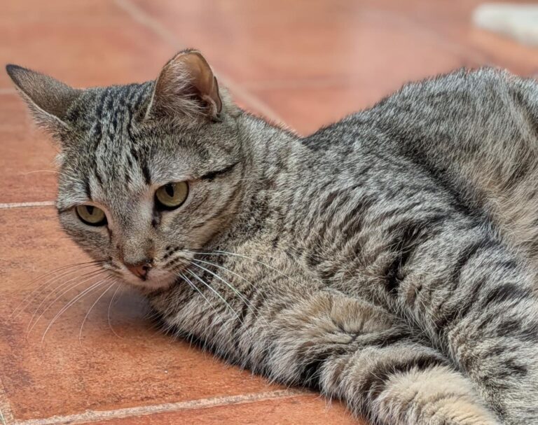 multimedia-foto92586-235-1