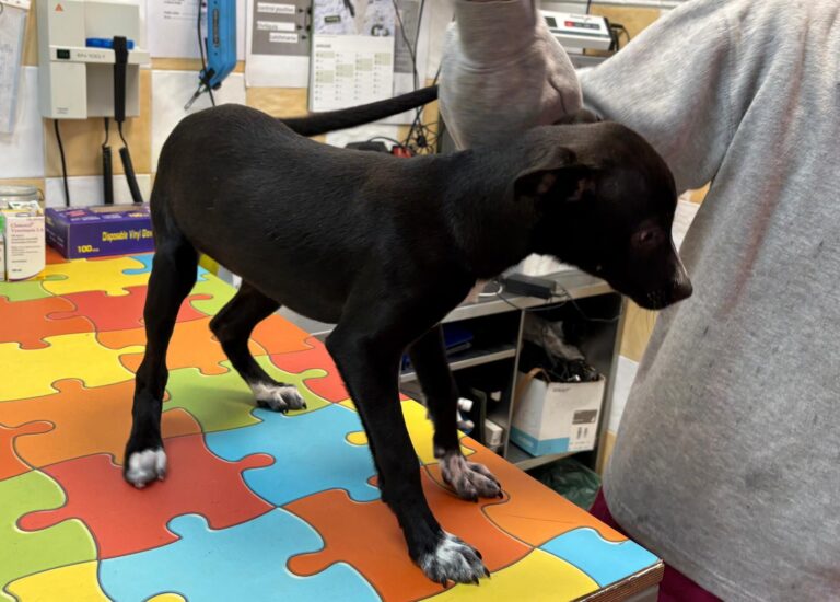 multimedia-foto92597-805-1