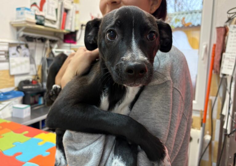 multimedia-foto92598-805-1