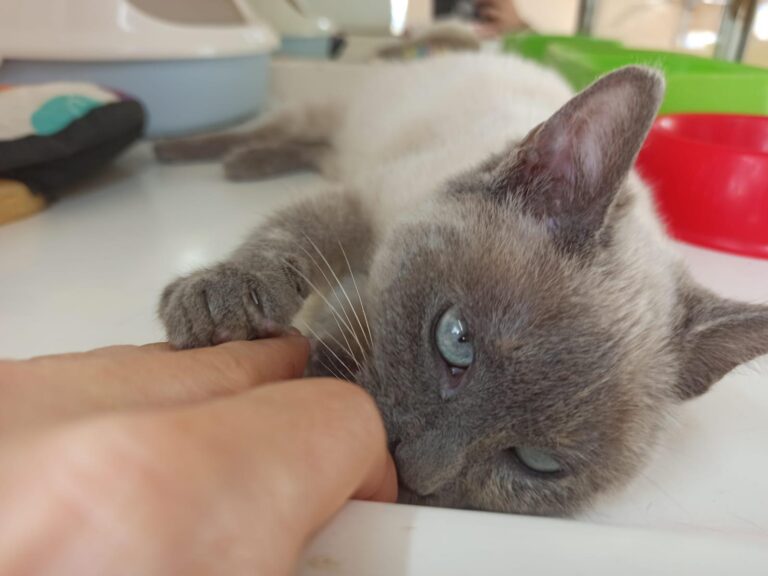 multimedia-foto92609-195-1