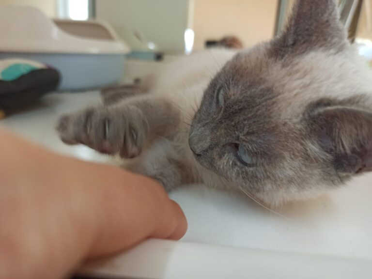 multimedia-foto92610-195-1