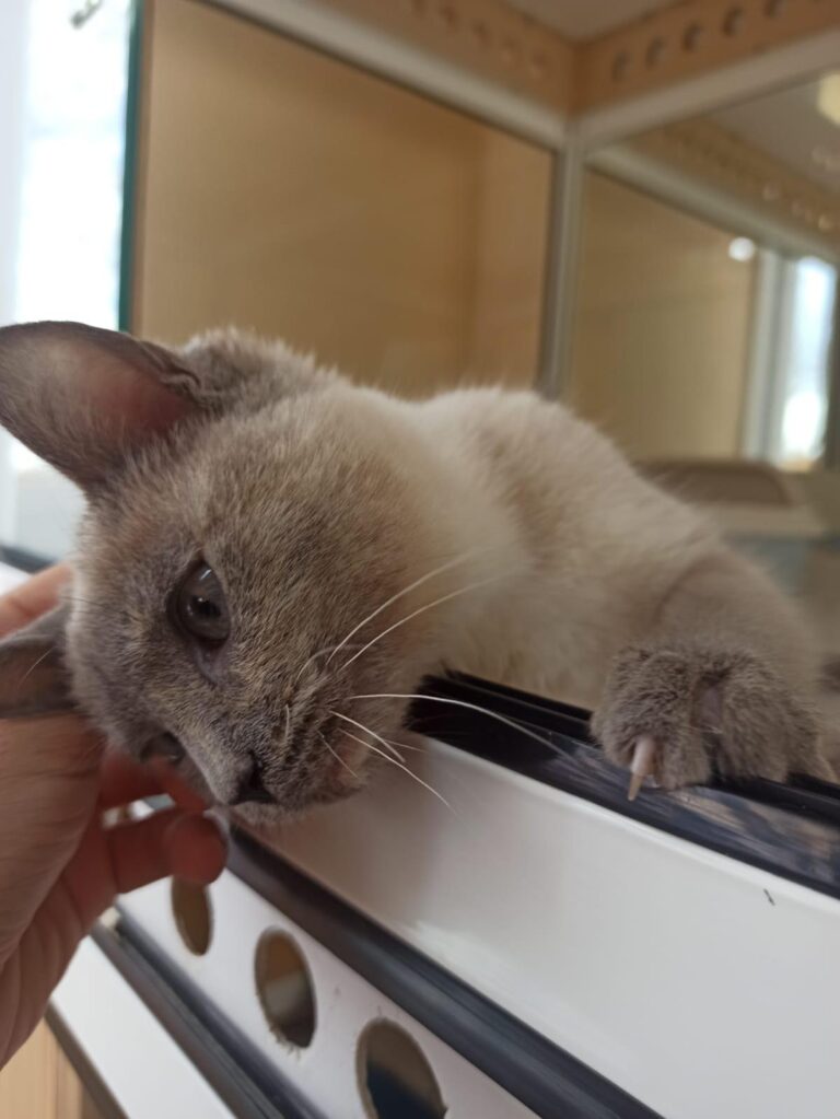 multimedia-foto92612-196-1