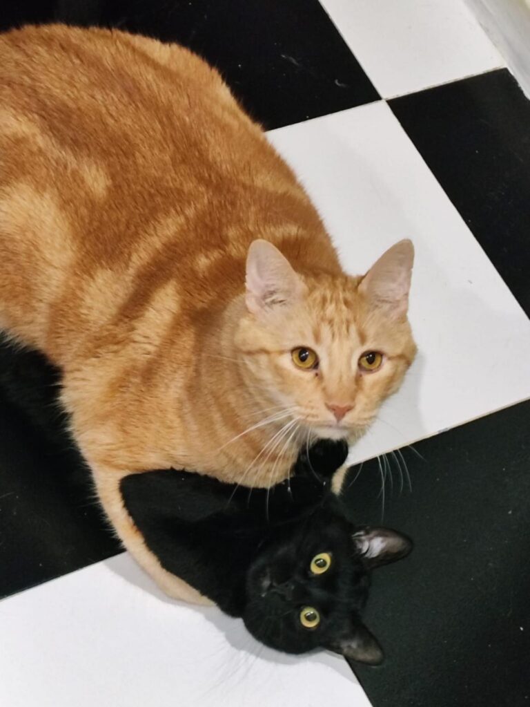 multimedia-foto92628-954-1