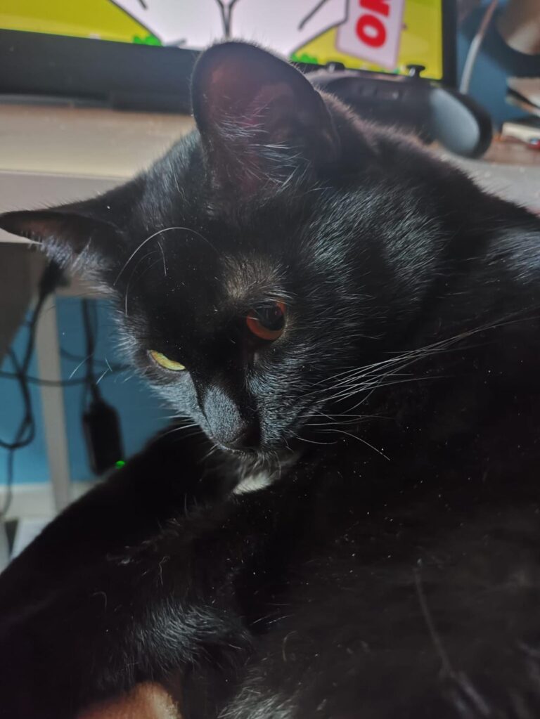 multimedia-foto92630-955-1