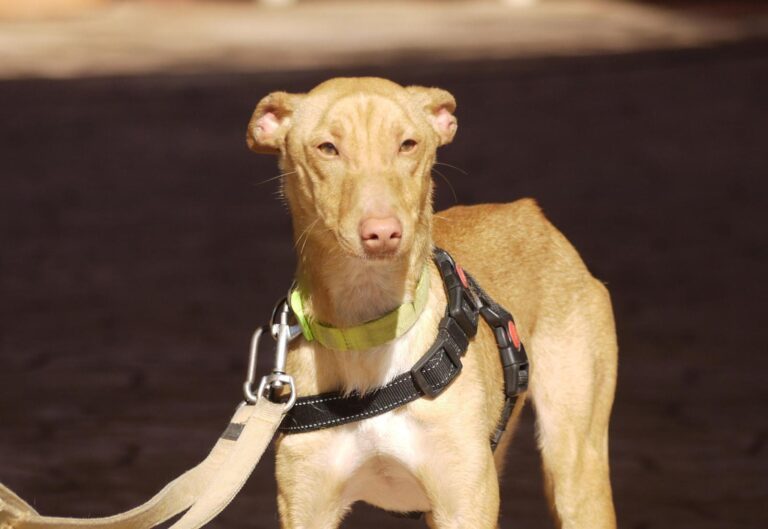 multimedia-foto92635-406-1