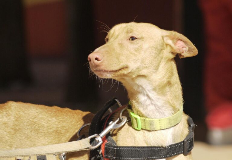 multimedia-foto92636-406-1