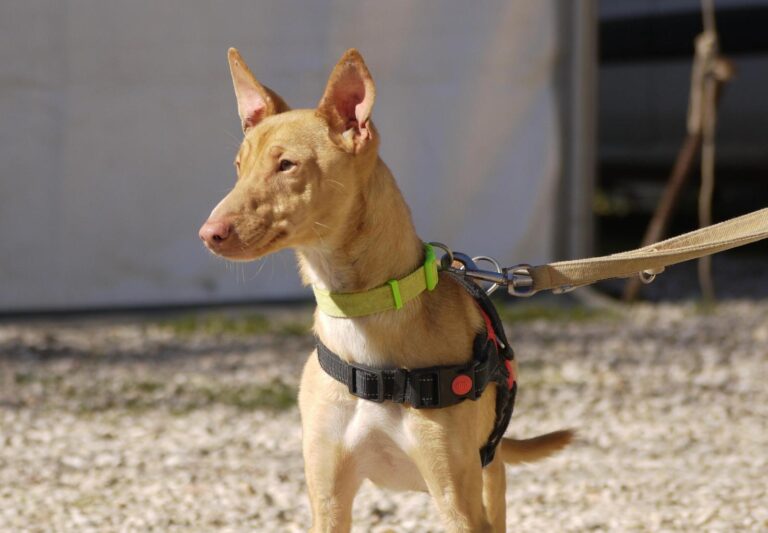 multimedia-foto92637-406-1