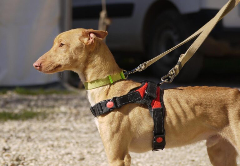 multimedia-foto92641-407-1