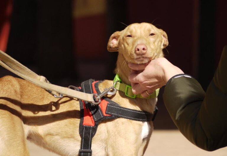 multimedia-foto92643-408-1