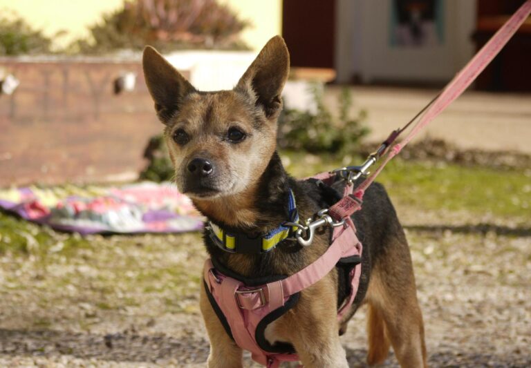 multimedia-foto92644-600-1