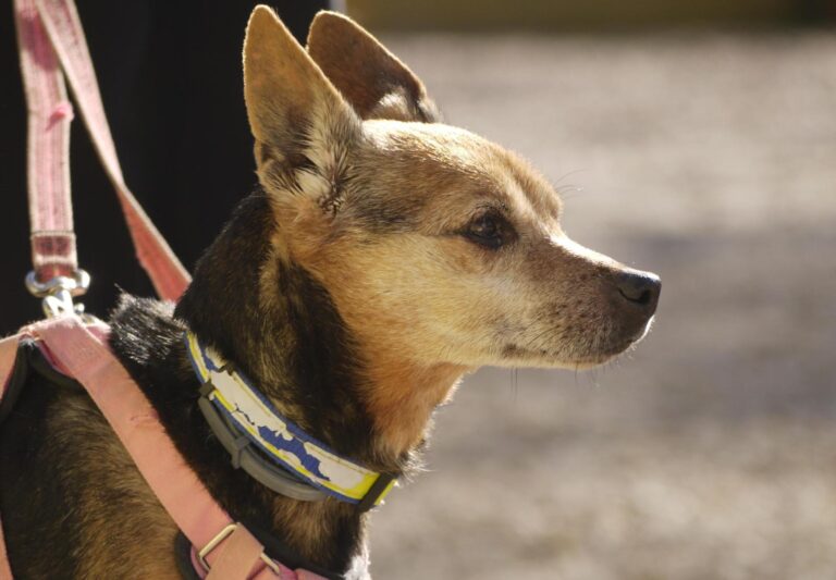 multimedia-foto92645-600-1