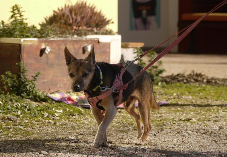 multimedia-foto92647-601-1