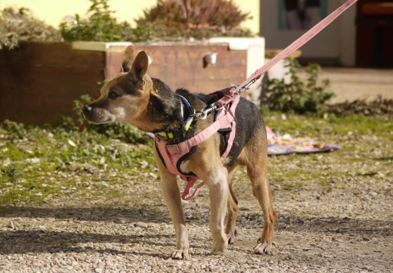 multimedia-foto92652-602-1