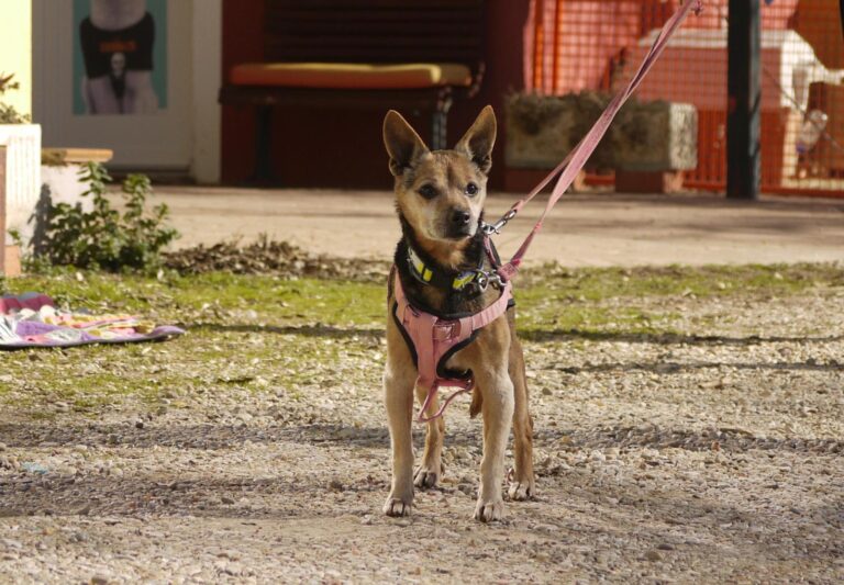 multimedia-foto92653-602-1