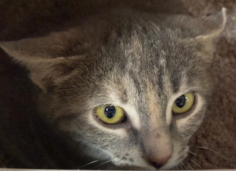 multimedia-foto92663-956-1