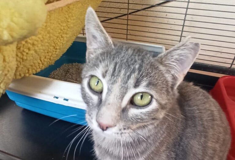 multimedia-foto92664-966-1