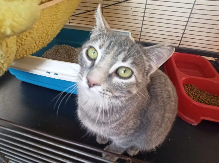 multimedia-foto92665-966-1