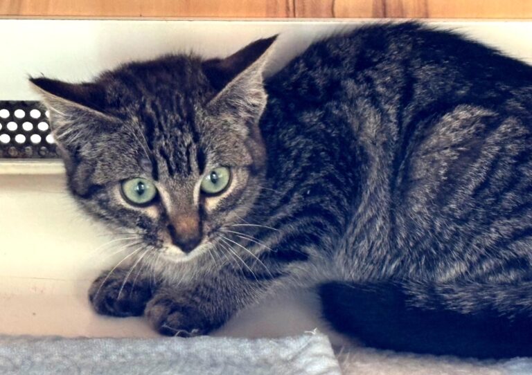 multimedia-foto92669-913-1