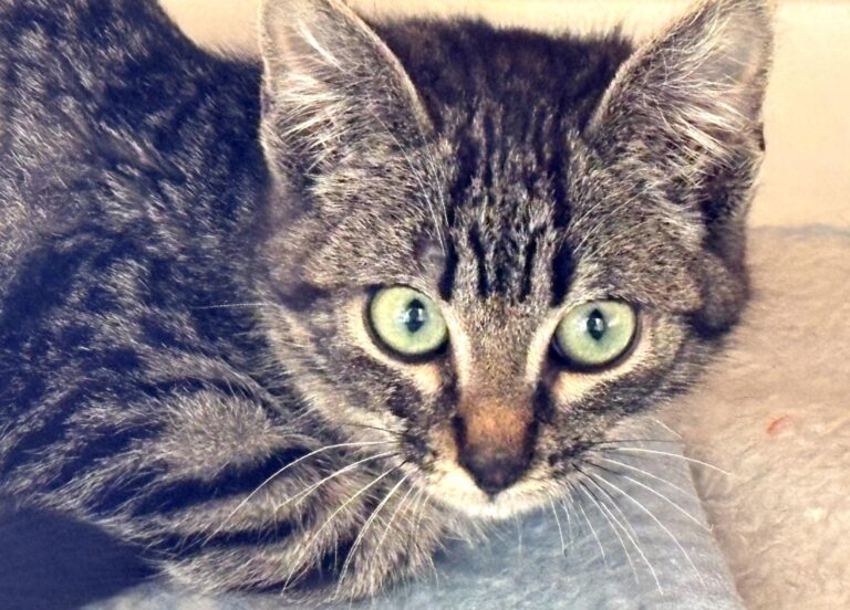 multimedia-foto92670-913-1