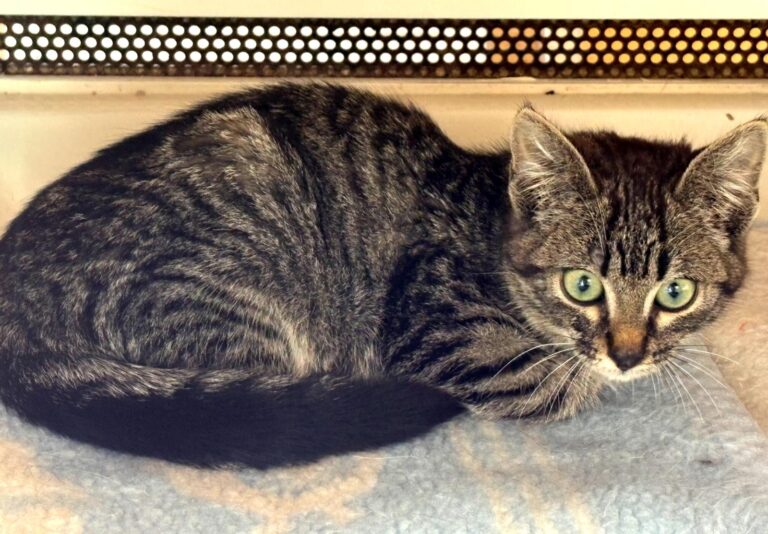 multimedia-foto92671-913-1