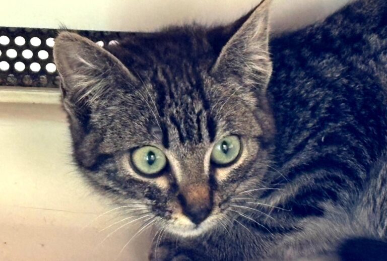 multimedia-foto92672-914-1