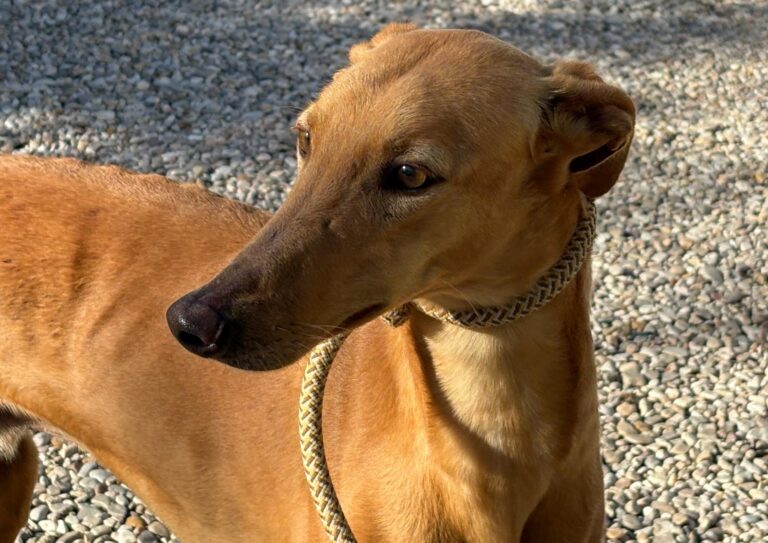 multimedia-foto92673-868-1