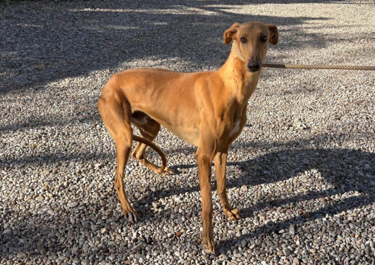 multimedia-foto92674-868-1