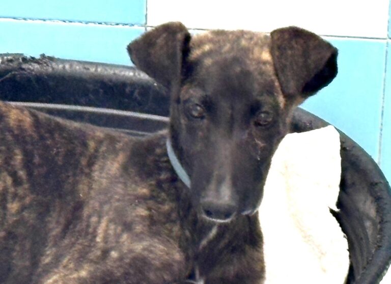 multimedia-foto92696-850-1