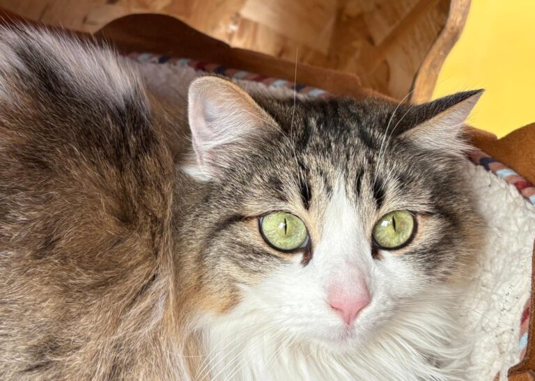 multimedia-foto92734-731-1