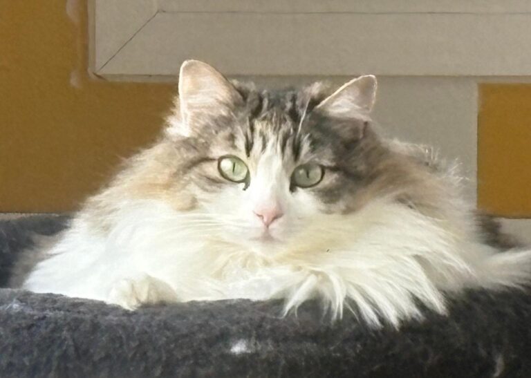 multimedia-foto92736-731-1