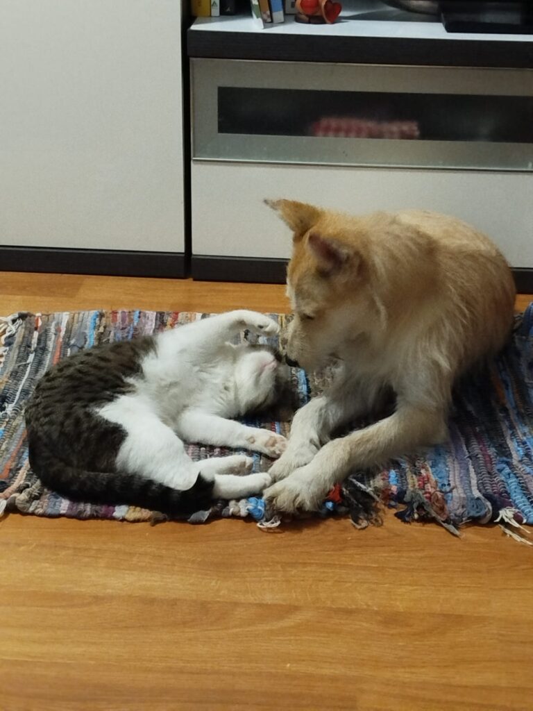 multimedia-foto92743-222-1