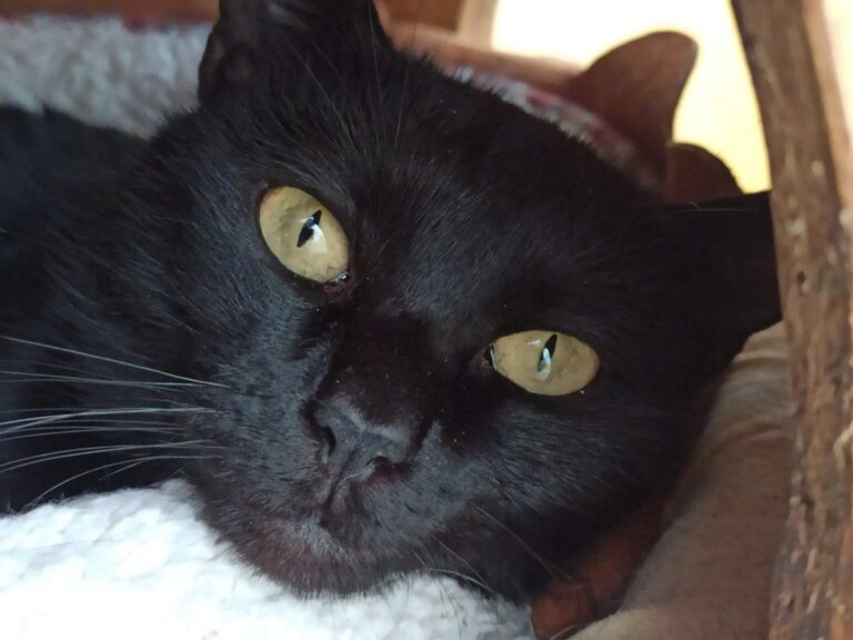 multimedia-foto92768-131-1