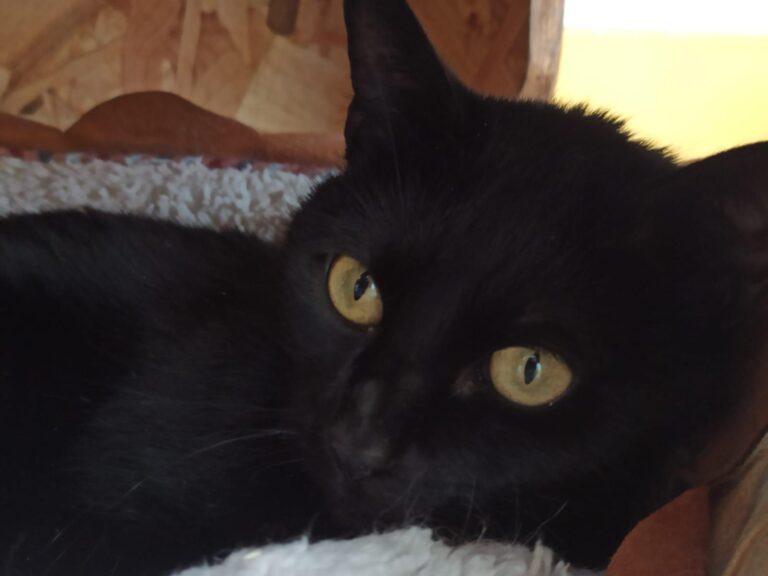 multimedia-foto92770-131-1