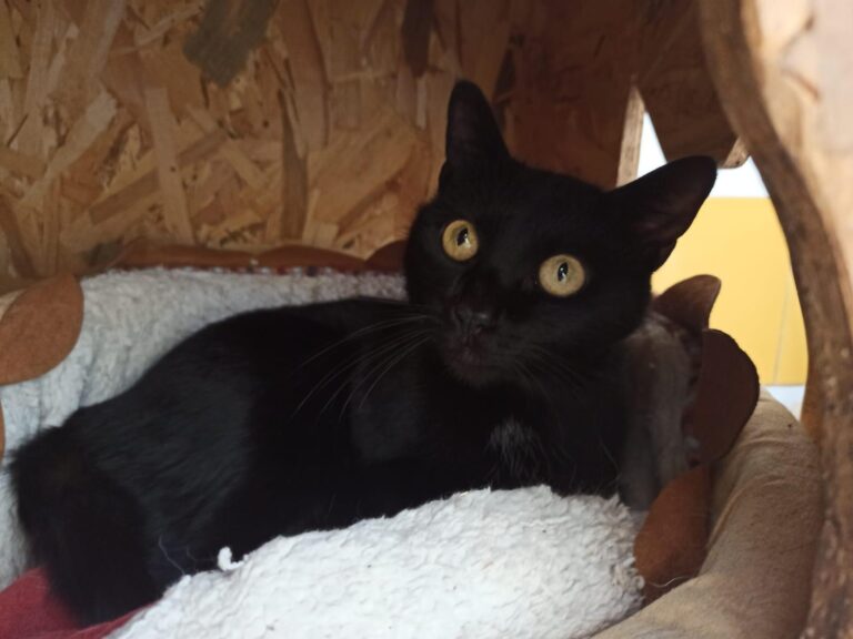 multimedia-foto92772-132-1