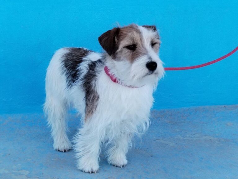 multimedia-foto92791-668-1