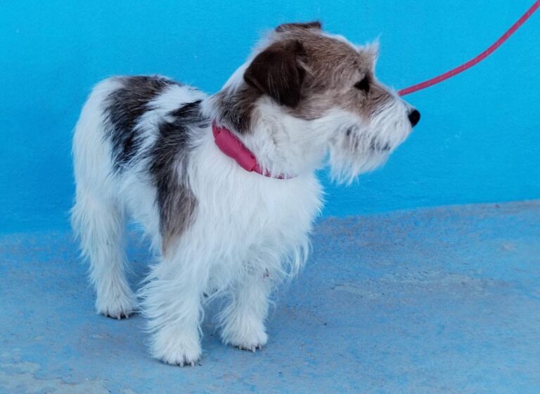 multimedia-foto92792-668-1