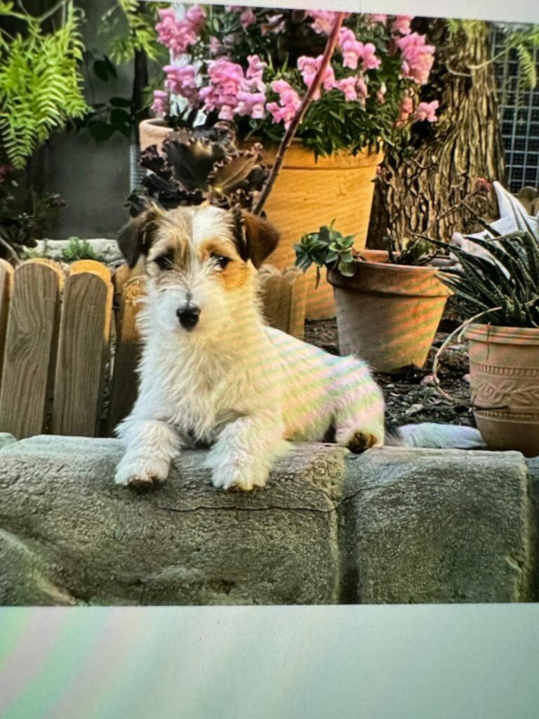 multimedia-foto92796-669-1