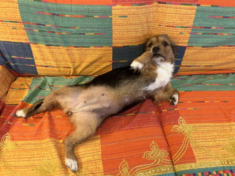 multimedia-foto92837-578-1