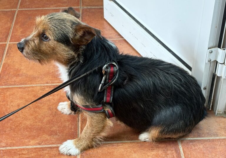 multimedia-foto92838-608-1