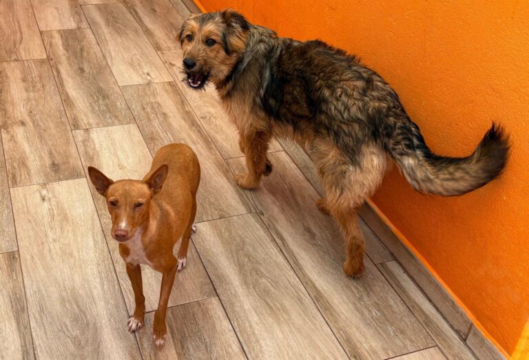 multimedia-foto92868-195-1