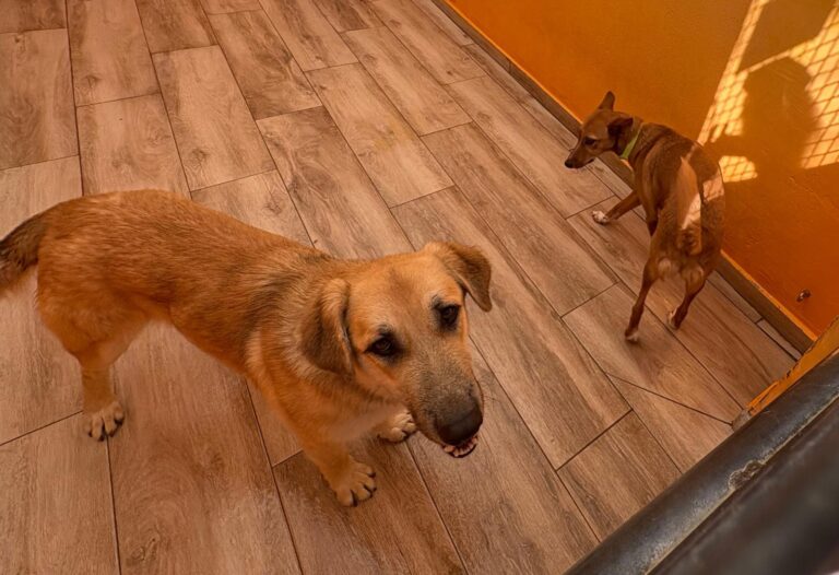 multimedia-foto92881-548-1